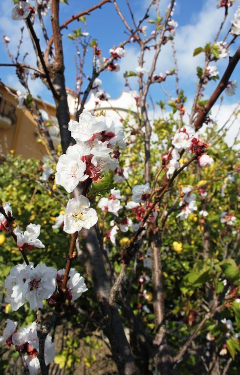 B&B Villa Olimpo Le Torri อากริเจนโต ภายนอก รูปภาพ